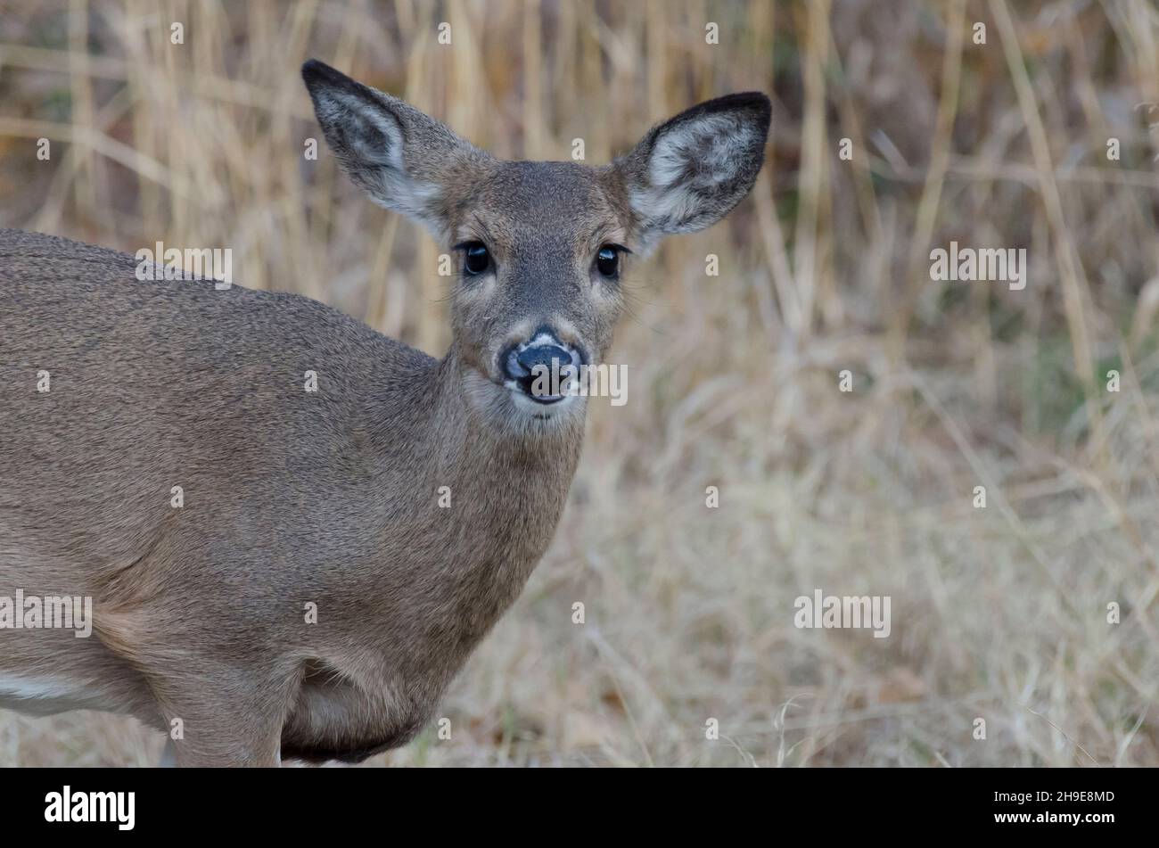 Cerf de Virginie, Odocoileus virginianus, fauve Banque D'Images