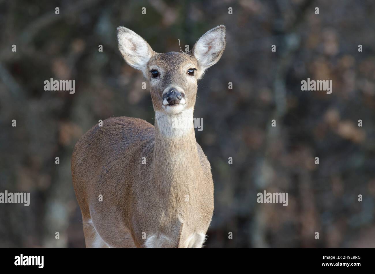 Le cerf de Virginie, l'Odocoileus virginianus, doe Banque D'Images
