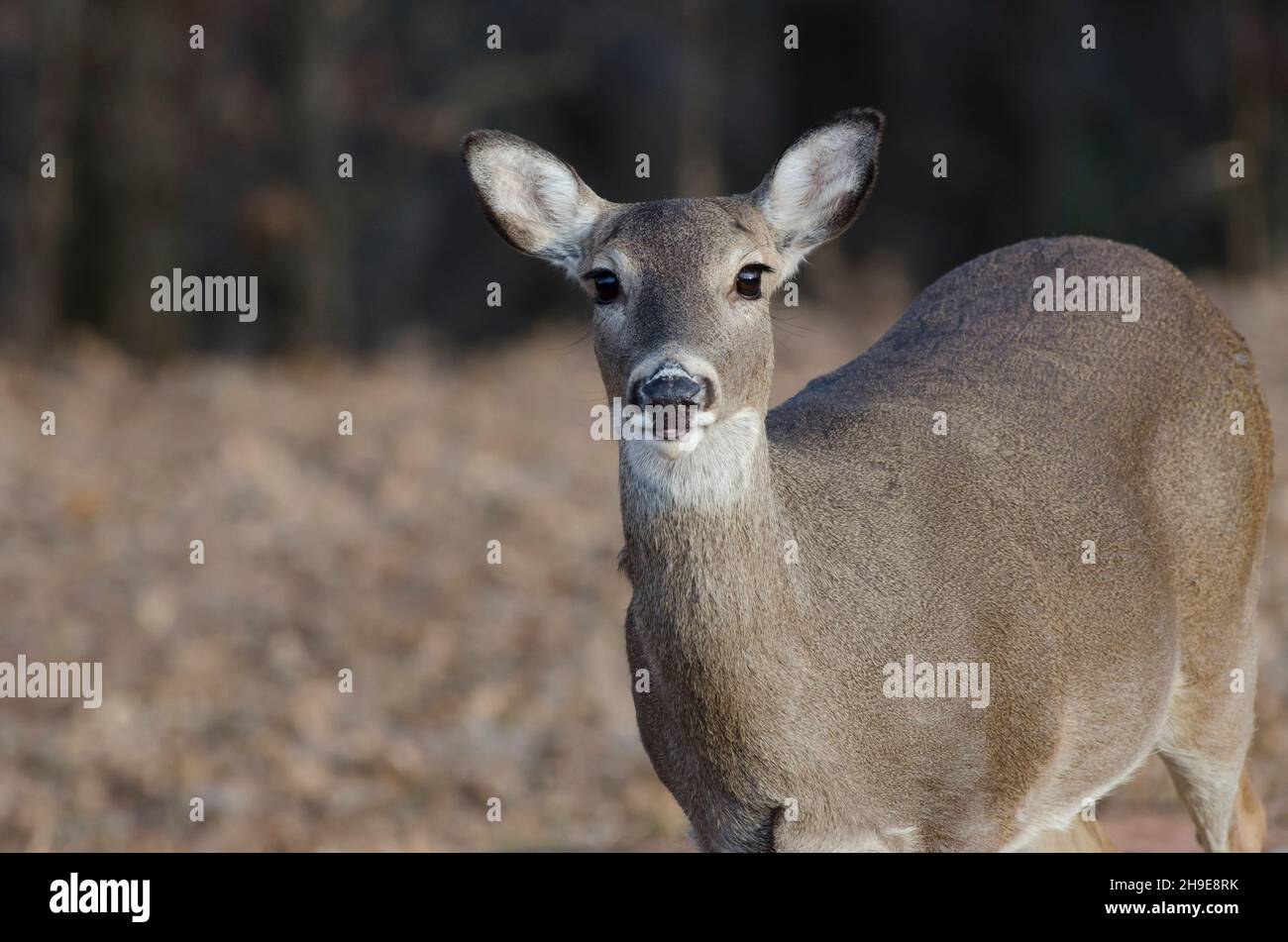 Le cerf de Virginie, l'Odocoileus virginianus, doe Banque D'Images