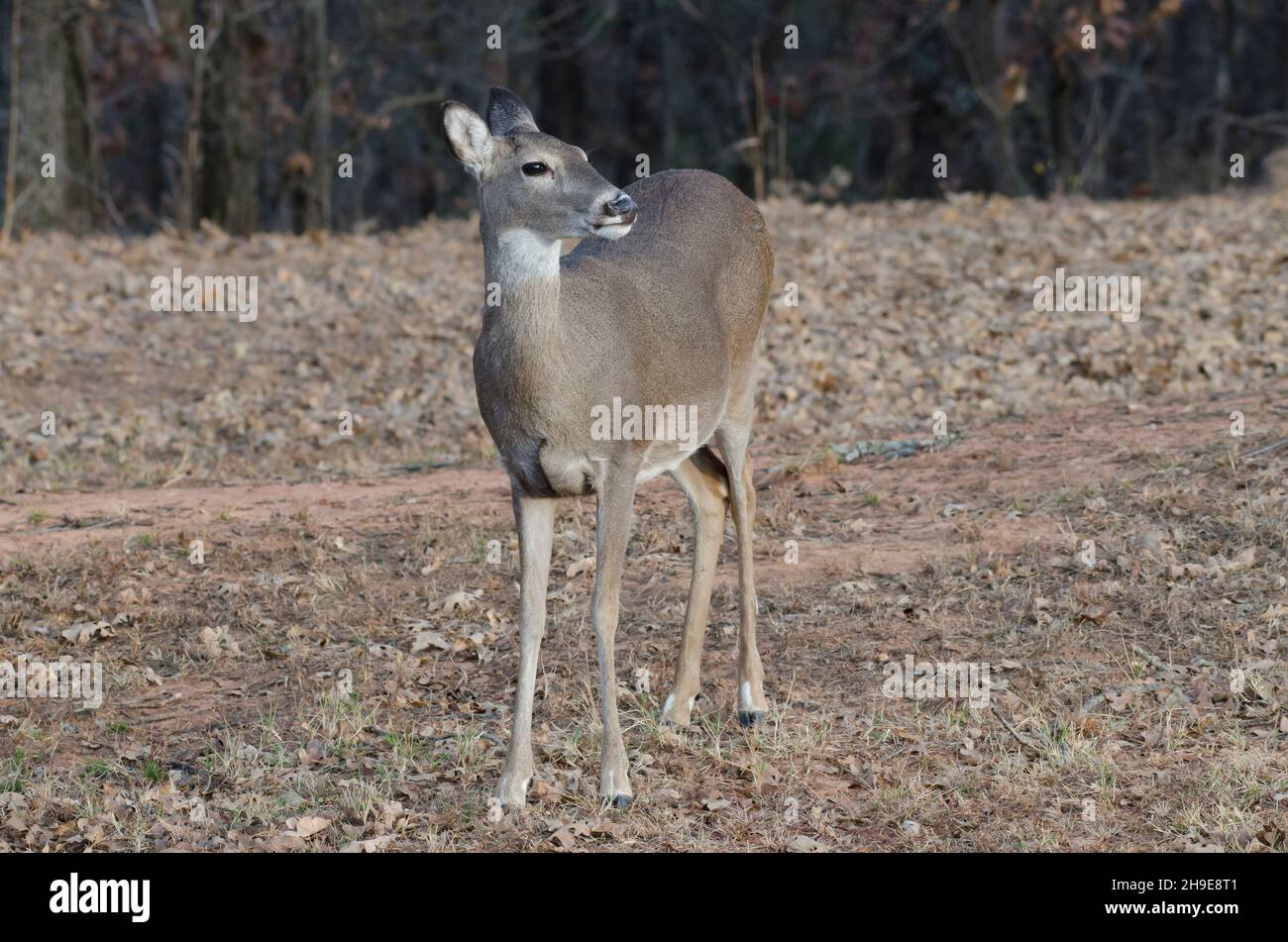 Le cerf de Virginie, l'Odocoileus virginianus, doe Banque D'Images