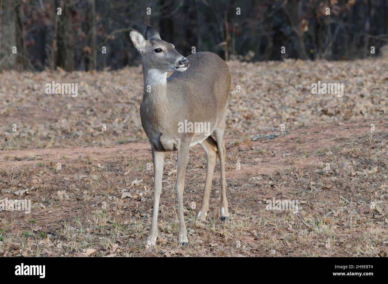 Le cerf de Virginie, l'Odocoileus virginianus, doe Banque D'Images