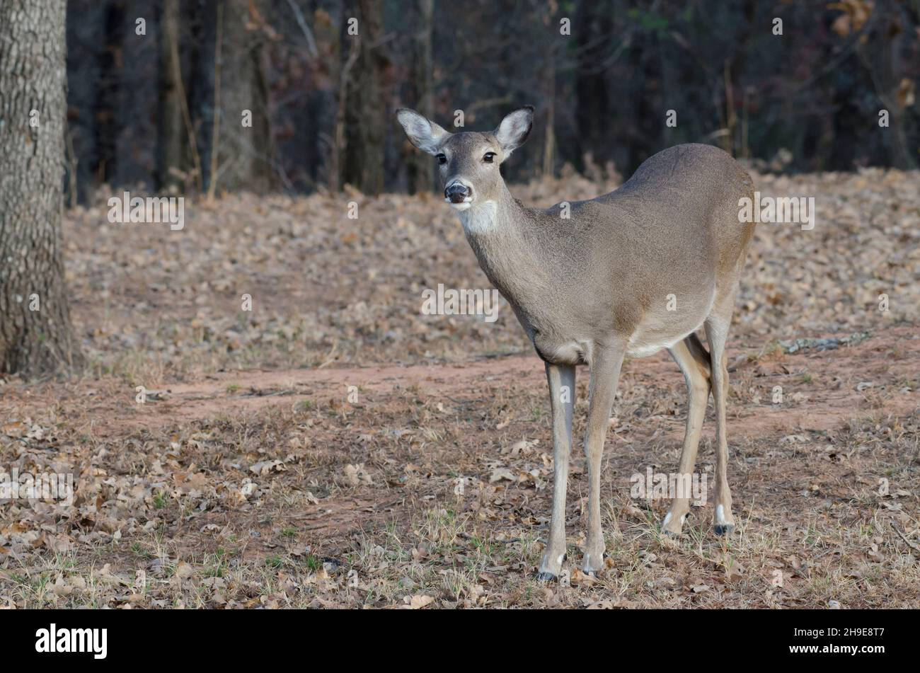 Le cerf de Virginie, l'Odocoileus virginianus, doe Banque D'Images