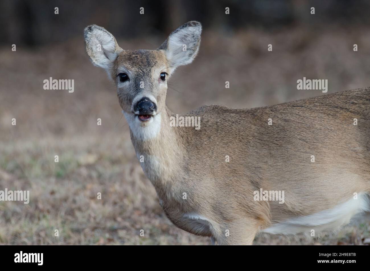 Cerf de Virginie, Odocoileus virginianus, fauve Banque D'Images