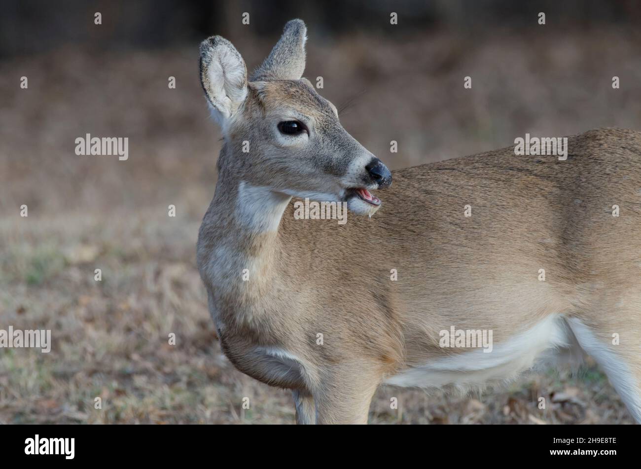 Cerf de Virginie, Odocoileus virginianus, fauve Banque D'Images
