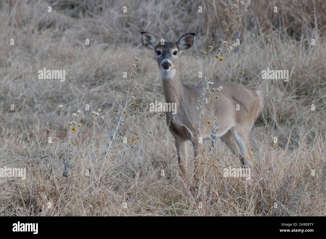 Cerf de Virginie, Odocoileus virginianus, fauve Banque D'Images
