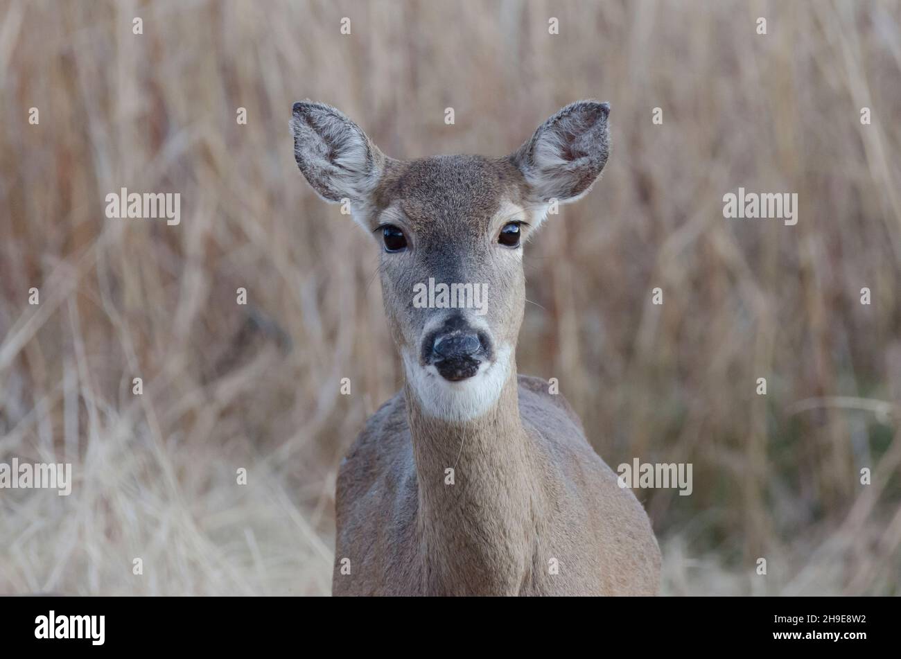 Le cerf de Virginie, l'Odocoileus virginianus, doe Banque D'Images