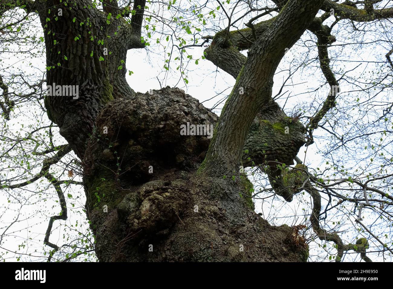 Un vieux arbre avec ses branches épaisses et tordues. Banque D'Images