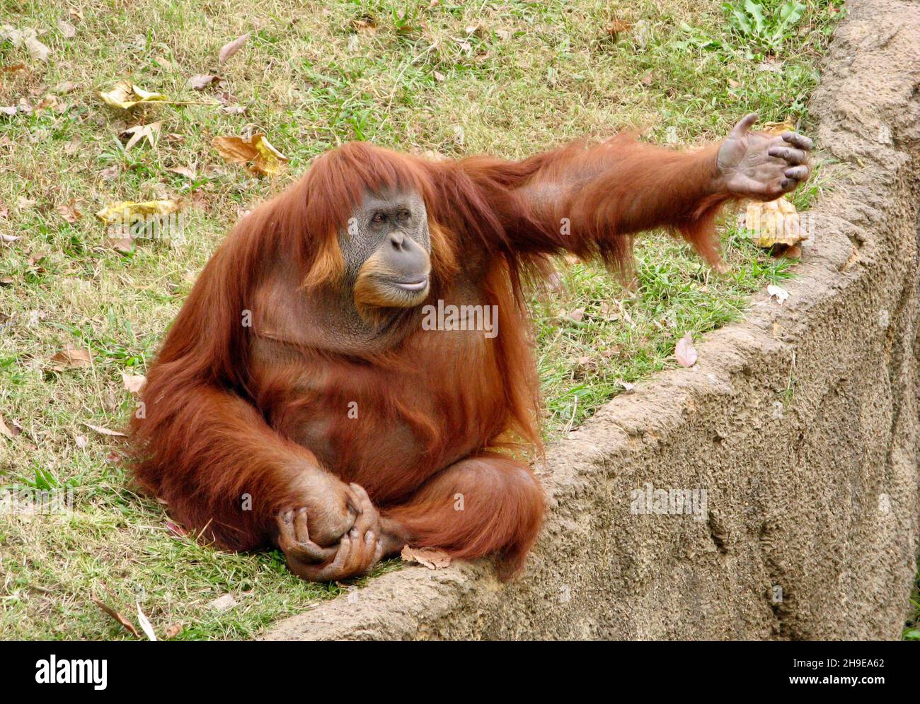 MEMPHIS, ÉTATS-UNIS - 10 novembre 2009 : un orangutang, un singe arboricole, assis avec le bras gauche étendu Banque D'Images