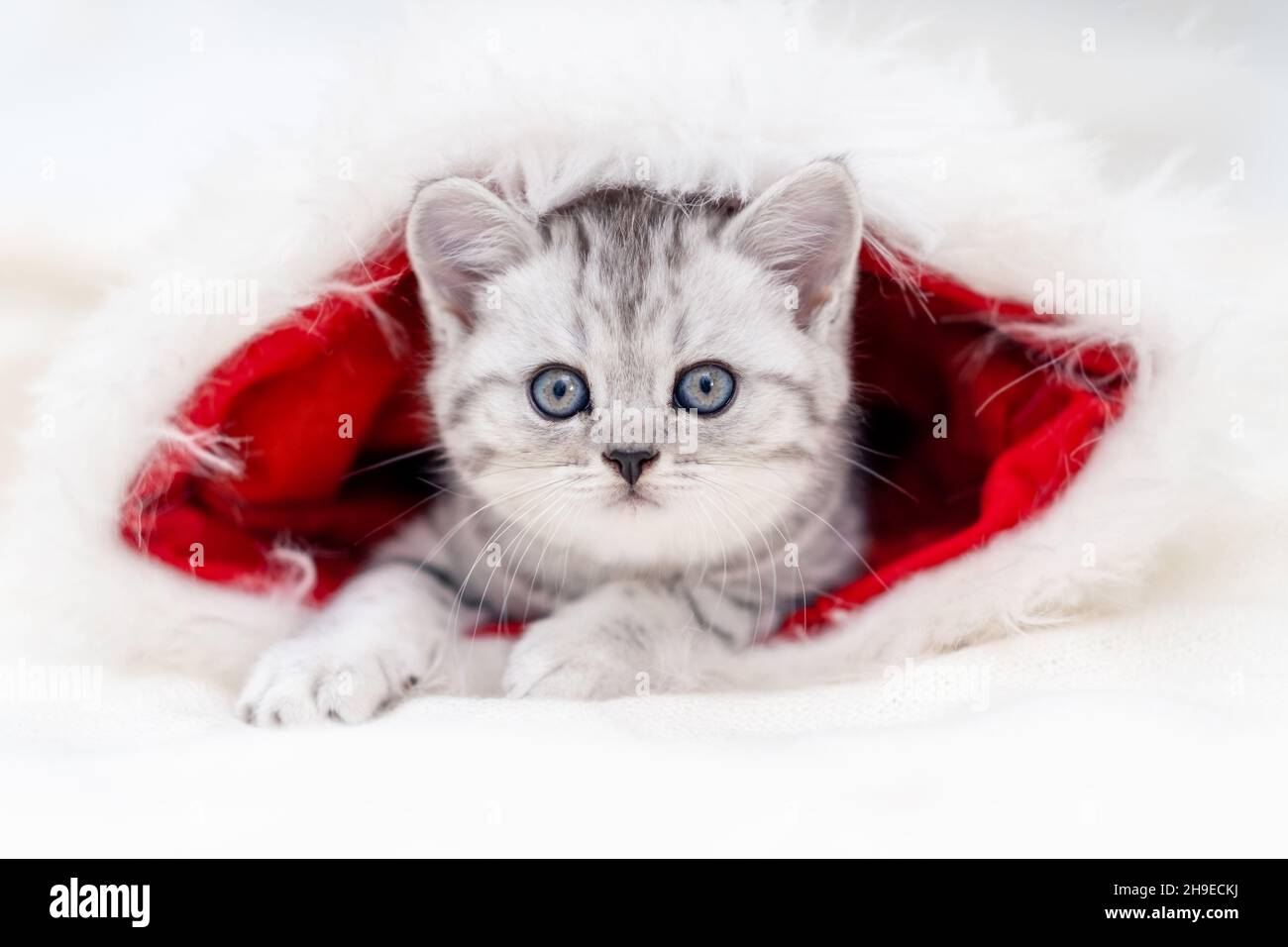 Chat de Noël petit curieux drôle chaton rayé dans Noël rouge chapeau de  père Noël sur fond blanc Photo Stock - Alamy
