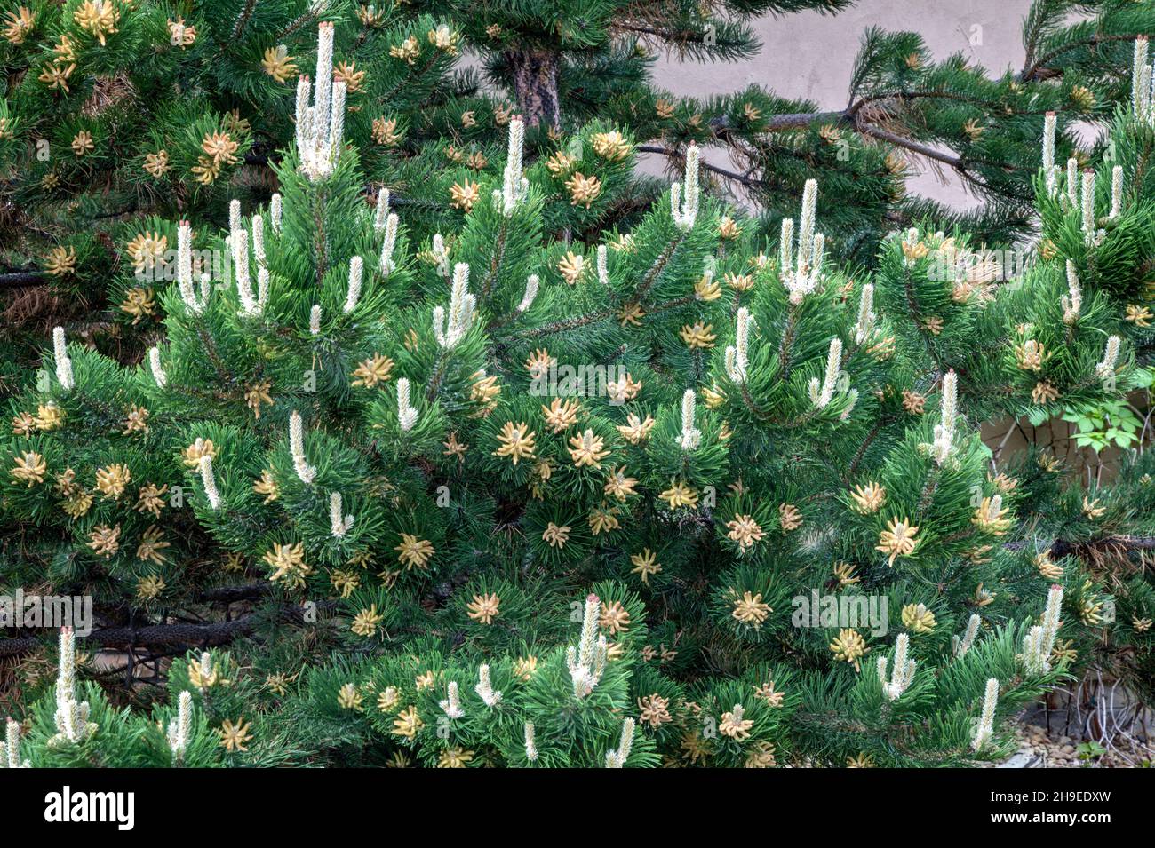 Gros plan d'un pin autrichien produisant son réseau printanier de bougies de croissance et de fleurs. Banque D'Images
