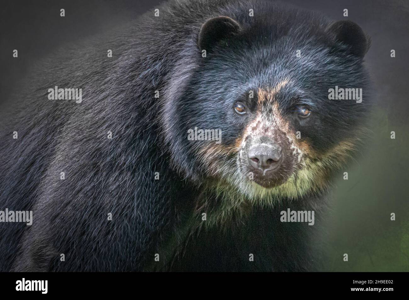 portrait d'un ours sud-américain Banque D'Images