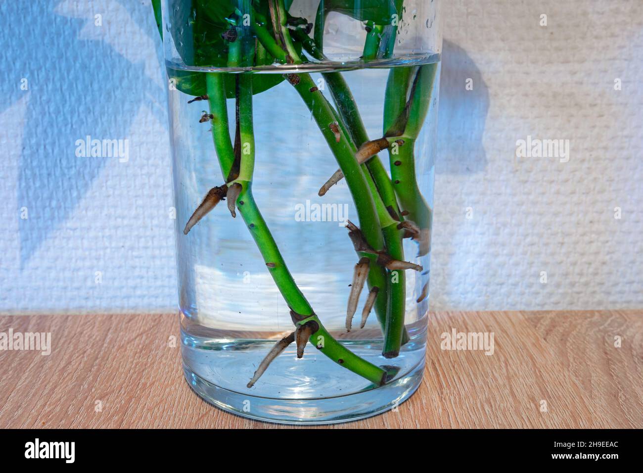 Les tiges d'une plante sont placées dans un verre d'eau et développent de nouvelles racines.Création de boutures. Banque D'Images