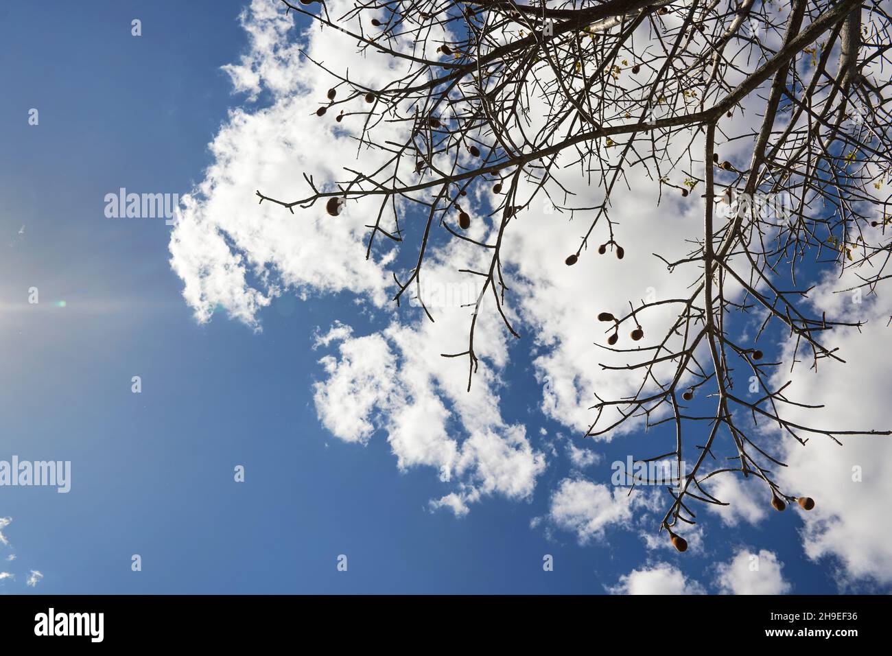 En regardant l'arbre de baobab, seulement quelques feuilles, mais des fruits sur les branches, contre le ciel bleu avec des nuages Banque D'Images