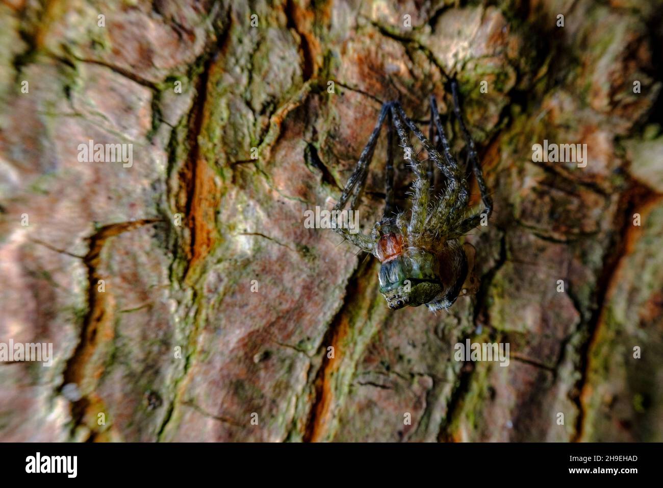 Araignée en mue Banque de photographies et d’images à haute résolution ...