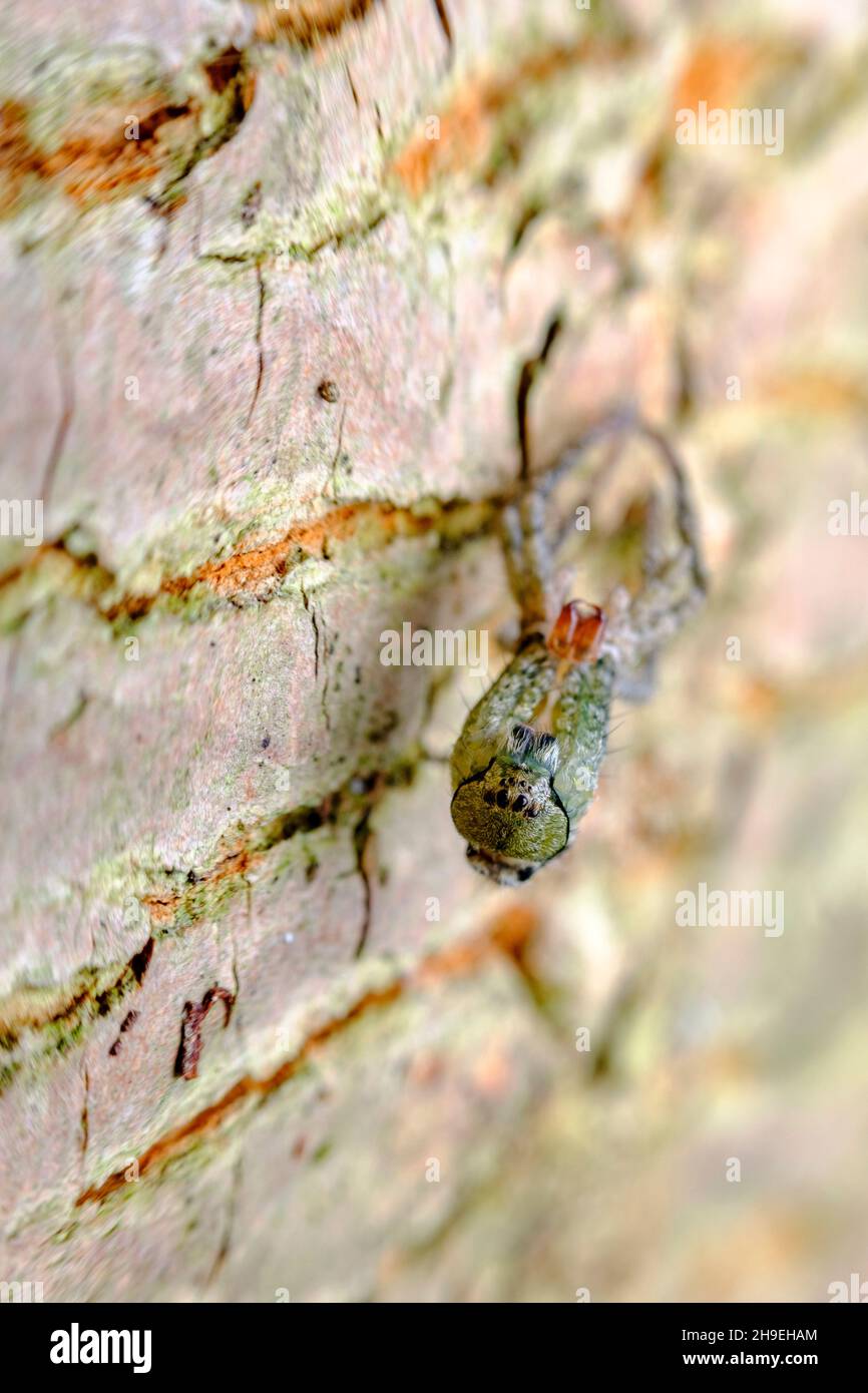 Mue araignee Banque de photographies et d’images à haute résolution - Alamy