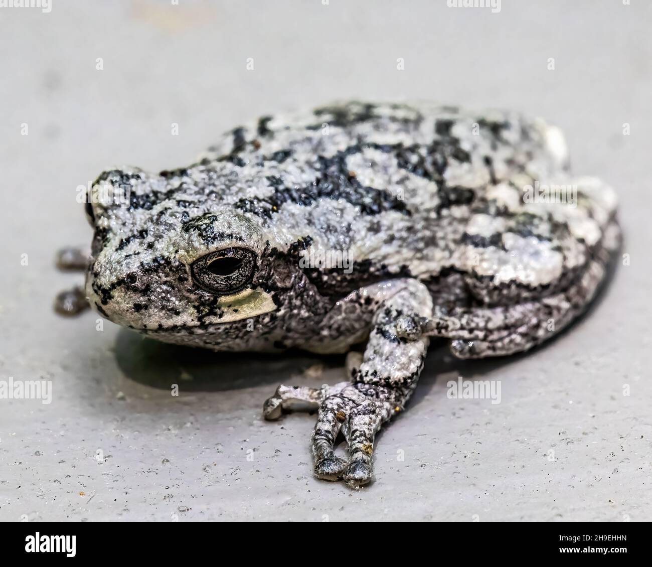 Grenouille d'arbre qui semble camouflée contre la main courante de pont grise au printemps. Banque D'Images