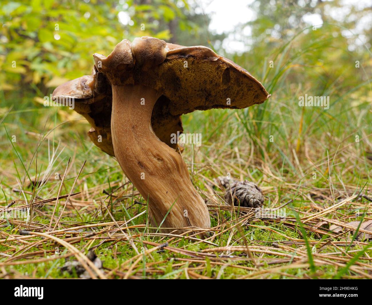 Saison des champignons sur l'île de Vlieland, Frise, pays-Bas Banque D'Images