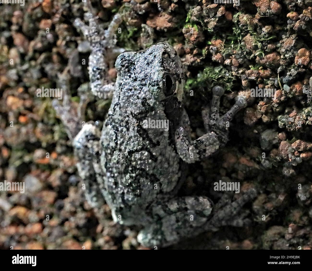 Grenouille d'arbre de couleur camouflage grise accrochée à une cheminée d'une maison au printemps à St. Croix Falls, Wisconsin, États-Unis. Banque D'Images