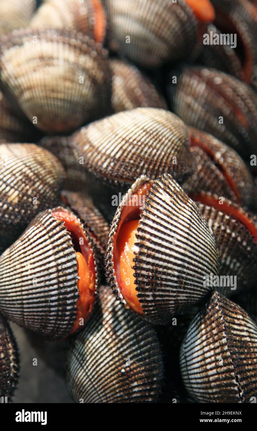 Coques fraîches à vendre à l'intérieur de l'ancien marché aux poissons de Tsukiji à Tokyo, au Japon.Le marché est un marché de gros à accès restreint pour les visiteurs. Banque D'Images