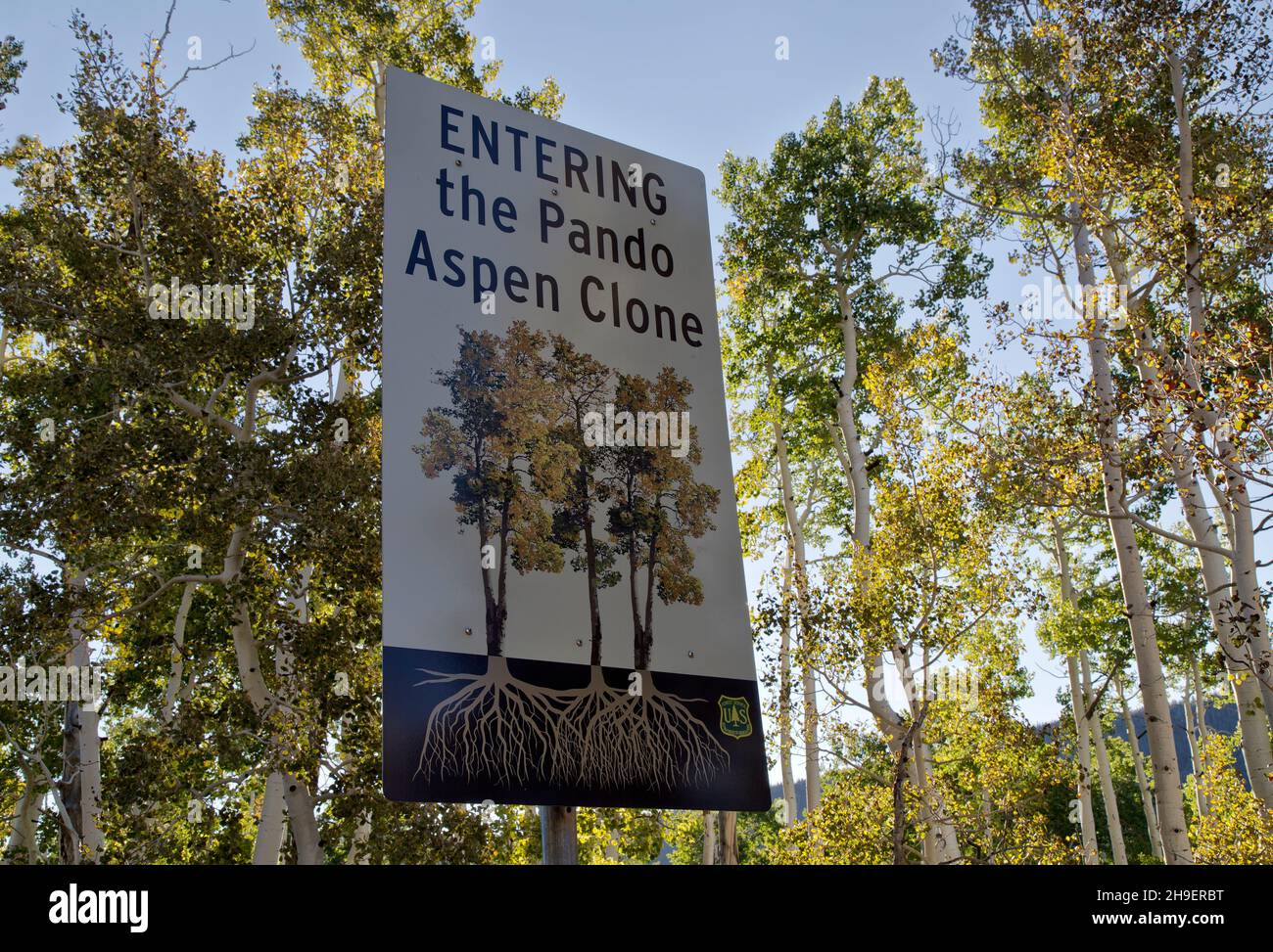 Quaking Aspens, signe 'entrant dans le clone de Pando Aspen', colonie clonale d'un individu mâle Quaking aspen. Banque D'Images