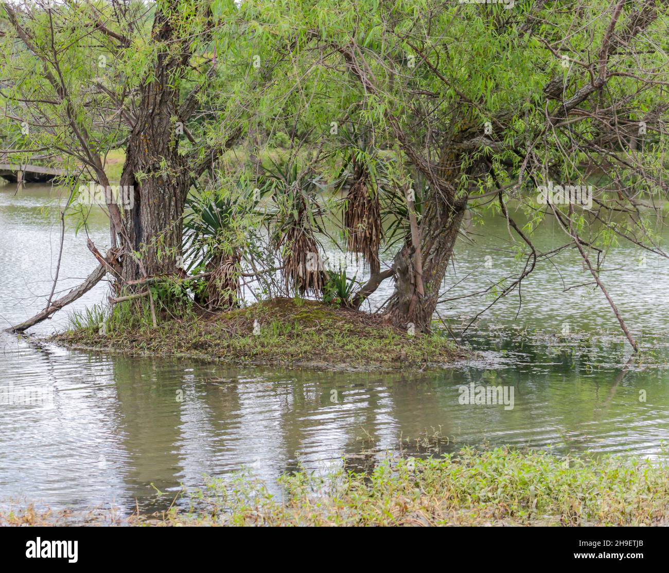 Petite île de Pond Banque D'Images