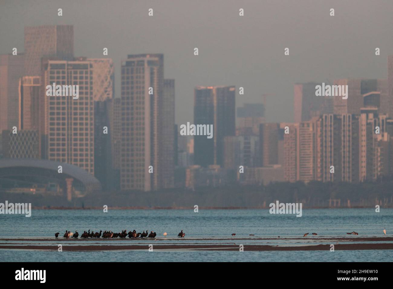 Les grands Cormorans (Phalacrocorax carbo) se baladant sur la rive de sable, Shenzhen City Behind, Deep Bay, vu de Mai po Boardwalk Hide, Hong Kong 2nd déc 2021 Banque D'Images