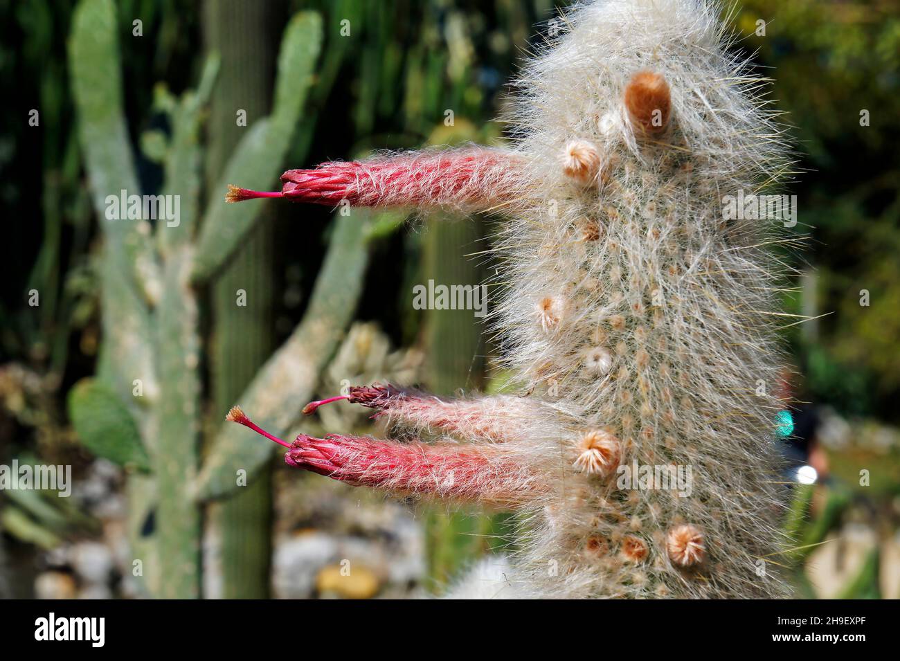 Cactus fleuris dans le jardin (Cephalocereus senilis) Banque D'Images