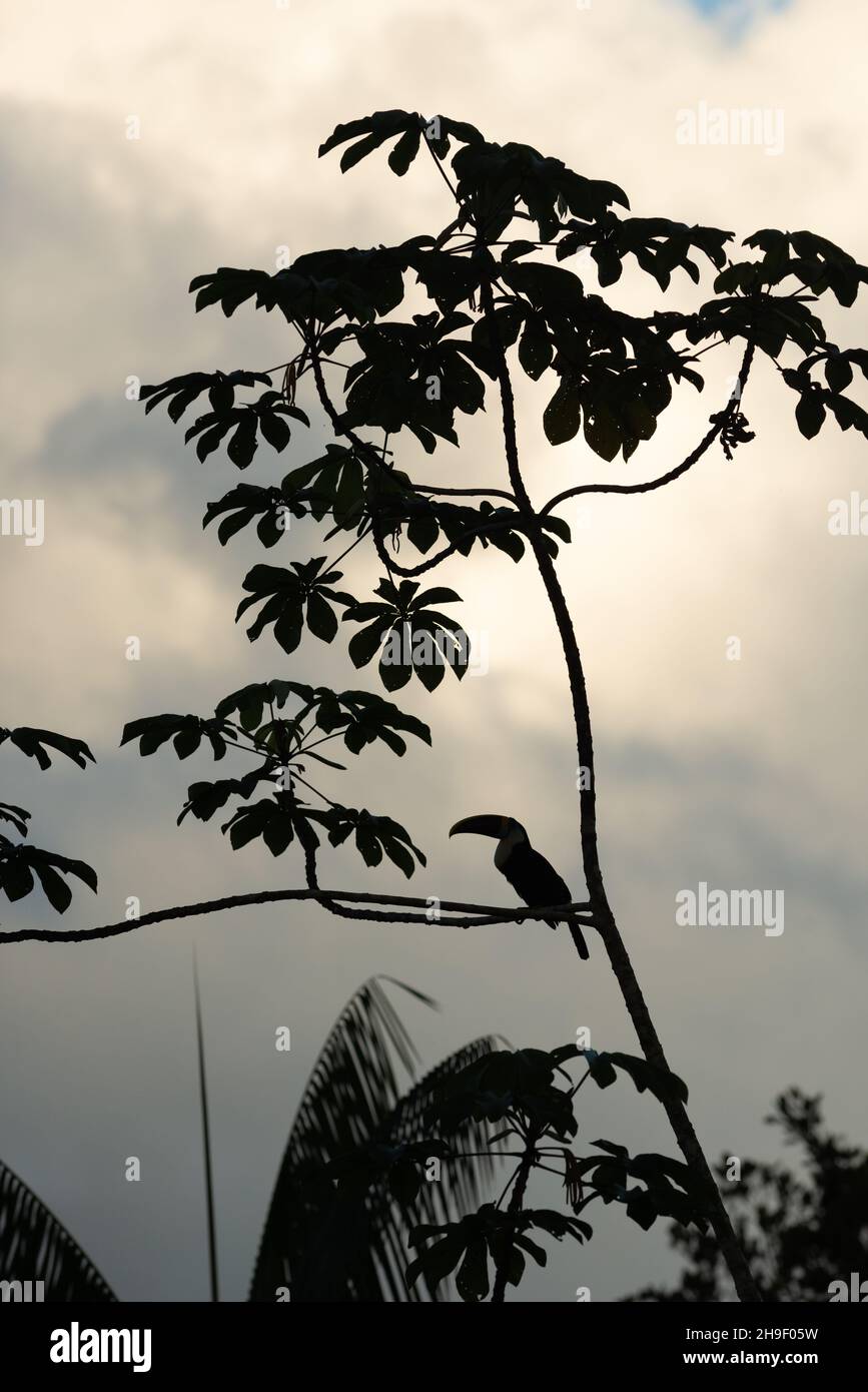 Un Toucan à gorge blanche assis sur un arbre Cecropia au crépuscule dans la forêt amazonienne Banque D'Images