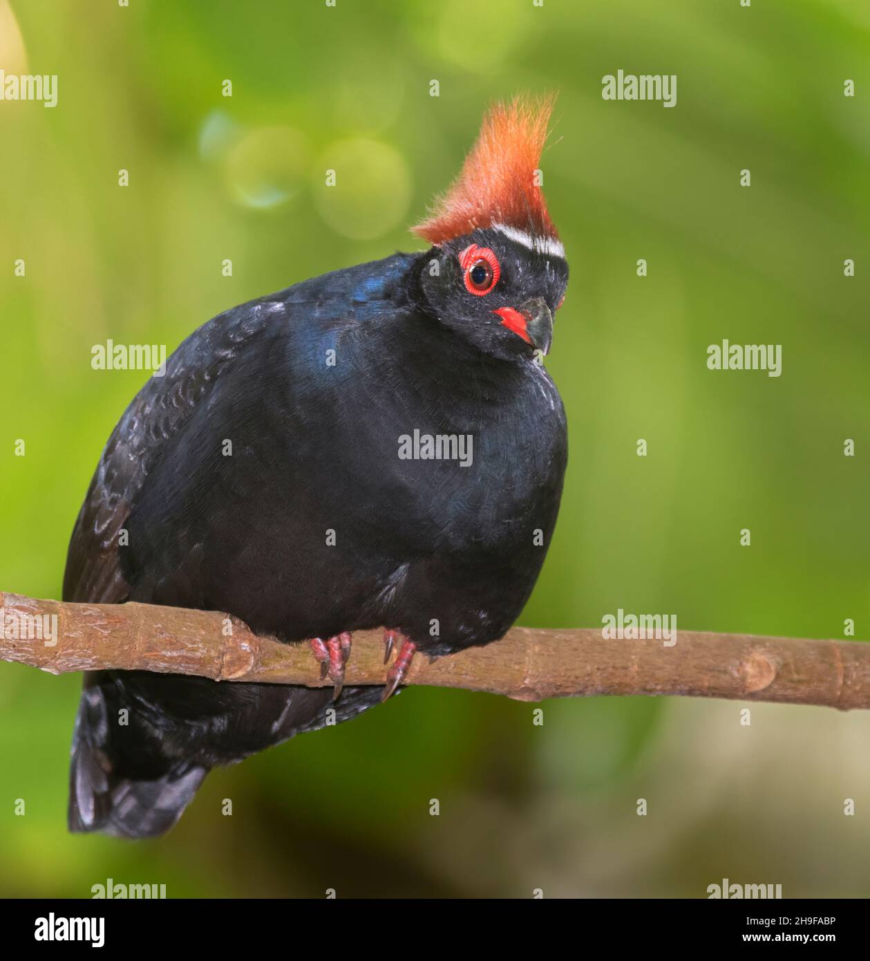 Perdrix à crête (roul-roul) mâle Banque D'Images Perdrix à crête (roul-roul) mâle Banque D'Images