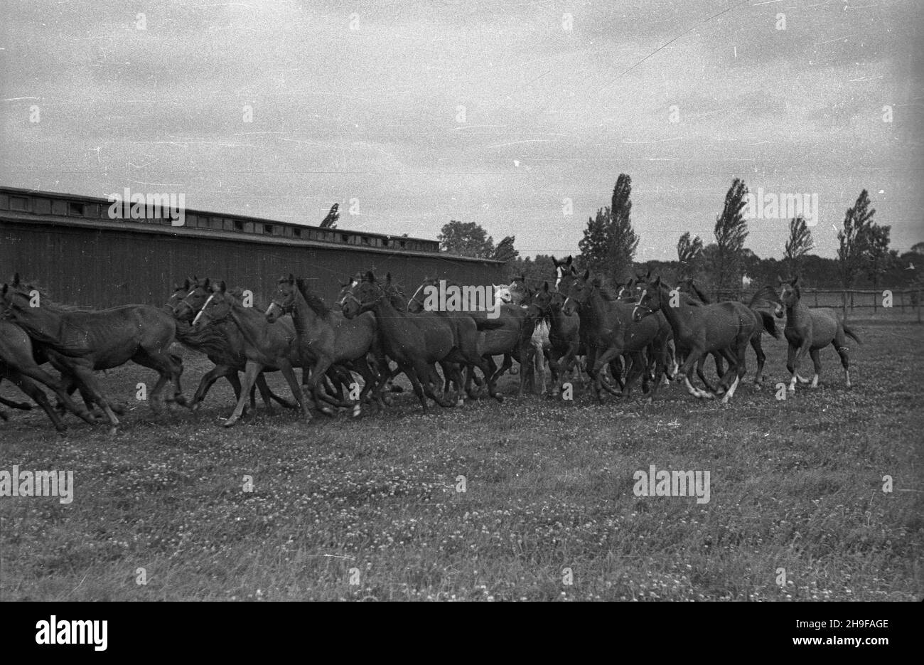 Racot 1948 Pañstwowa Stadnina Koni Powsta³a W 1928 R Po Wojnie