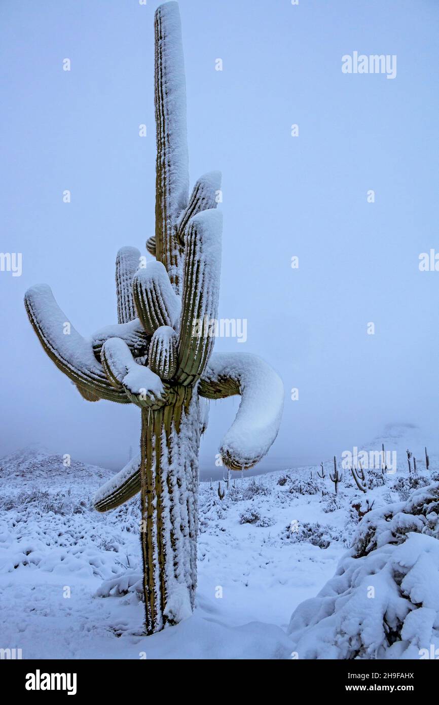 Gros plan vertical d'un cactus saguaro recouvert de neige après une tempête de neige dans le nord de Scottsdale, Arizona. Banque D'Images