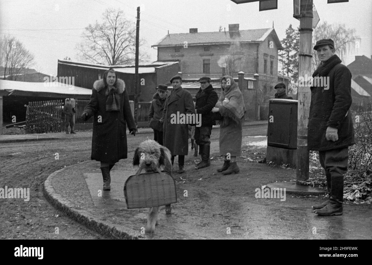 Mor¹g, 1948-02.Po/gr PAP Dok³adny dzieñ wydarzenia nieustalony.Morag, le 1948 février.Une femme marchant avec un chien. po/gr PAP Banque D'Images