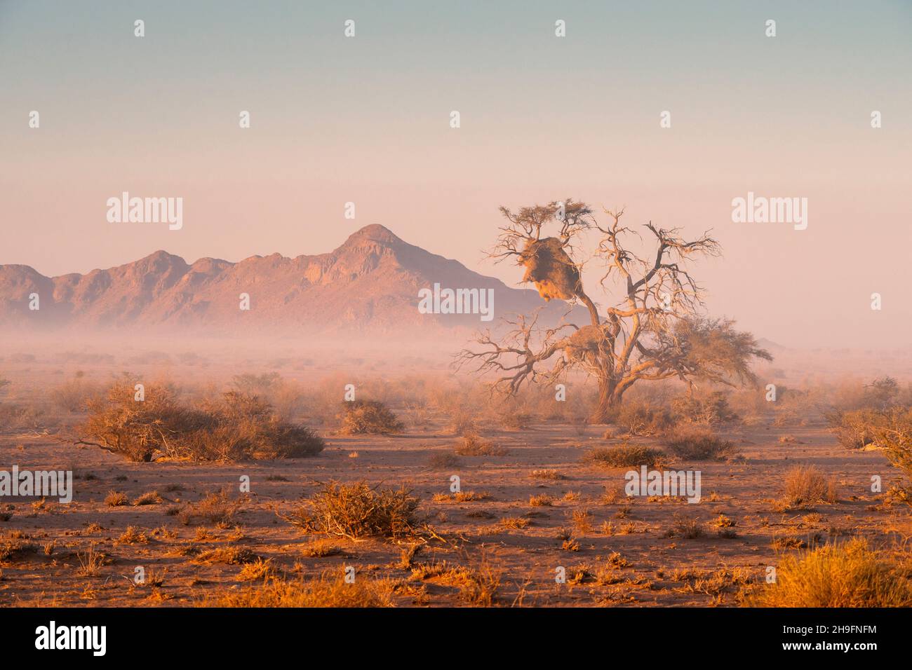 Paysage pittoresque le matin dans le désert de Namibie Banque D'Images