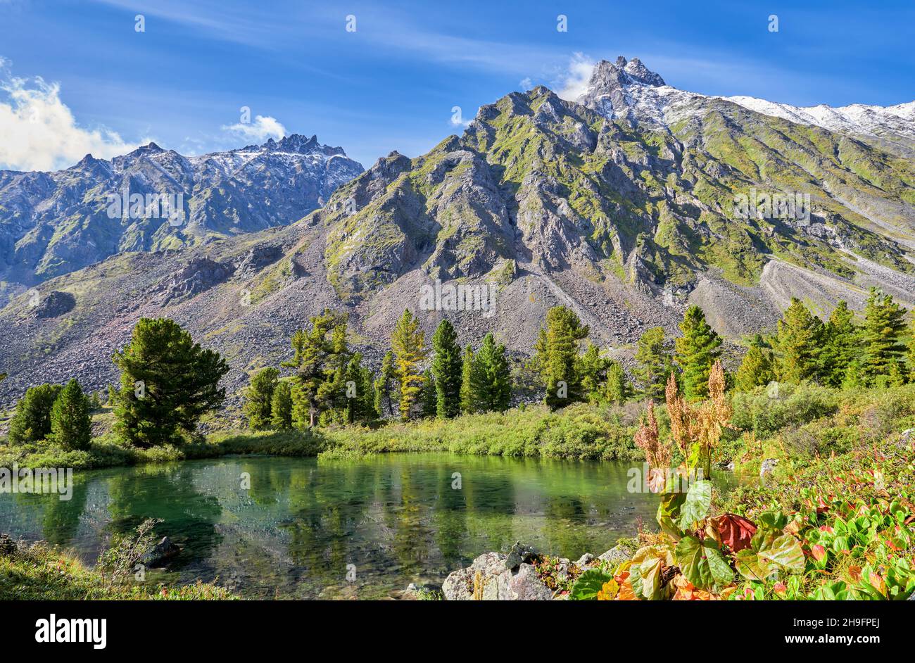 Un petit lac au pied d'un sommet de montagne.Rhubarbe avec épis de graines au premier plan.Août.Sayan de l'est.Sibérie.Russie Banque D'Images