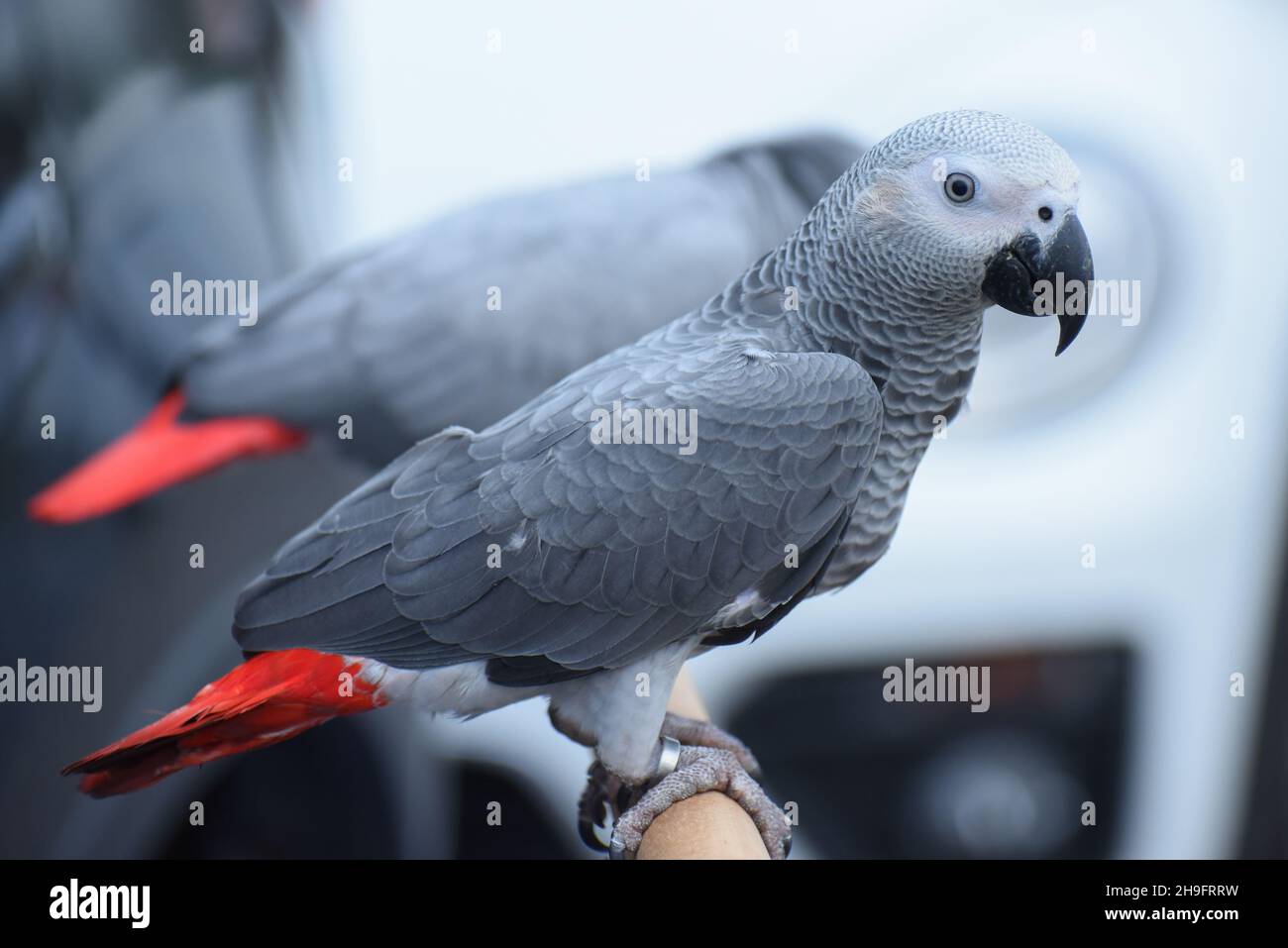 Gros plan perroquet gris africain (Psittacus erithacus) restez sur le trépied Banque D'Images