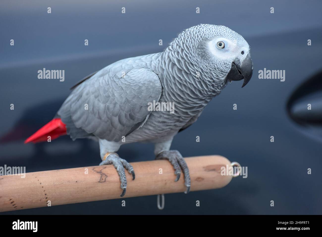 Gros plan perroquet gris africain (Psittacus erithacus) restez sur le trépied Banque D'Images