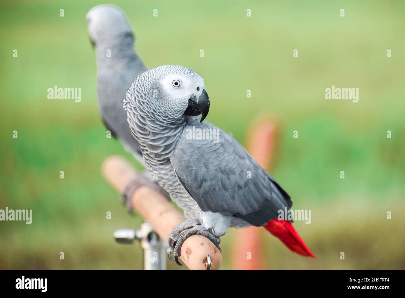 Gros plan perroquet gris africain (Psittacus erithacus) restez sur le trépied Banque D'Images