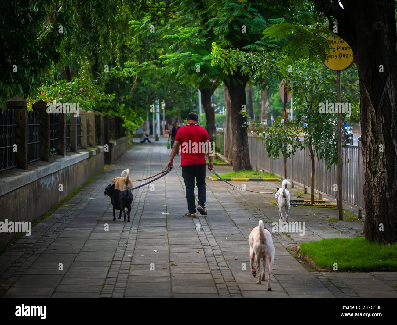 MUMBAI, INDE - 2 octobre 2021 : chiens dans les rues en laisse avec un homme non identifié professionnel marcheur de chiens Banque D'Images