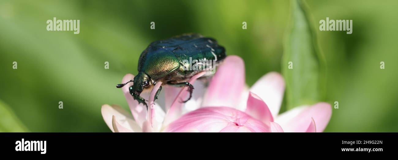Cetonia aurata coléoptère doré sur la fleur de gros plan Banque D'Images