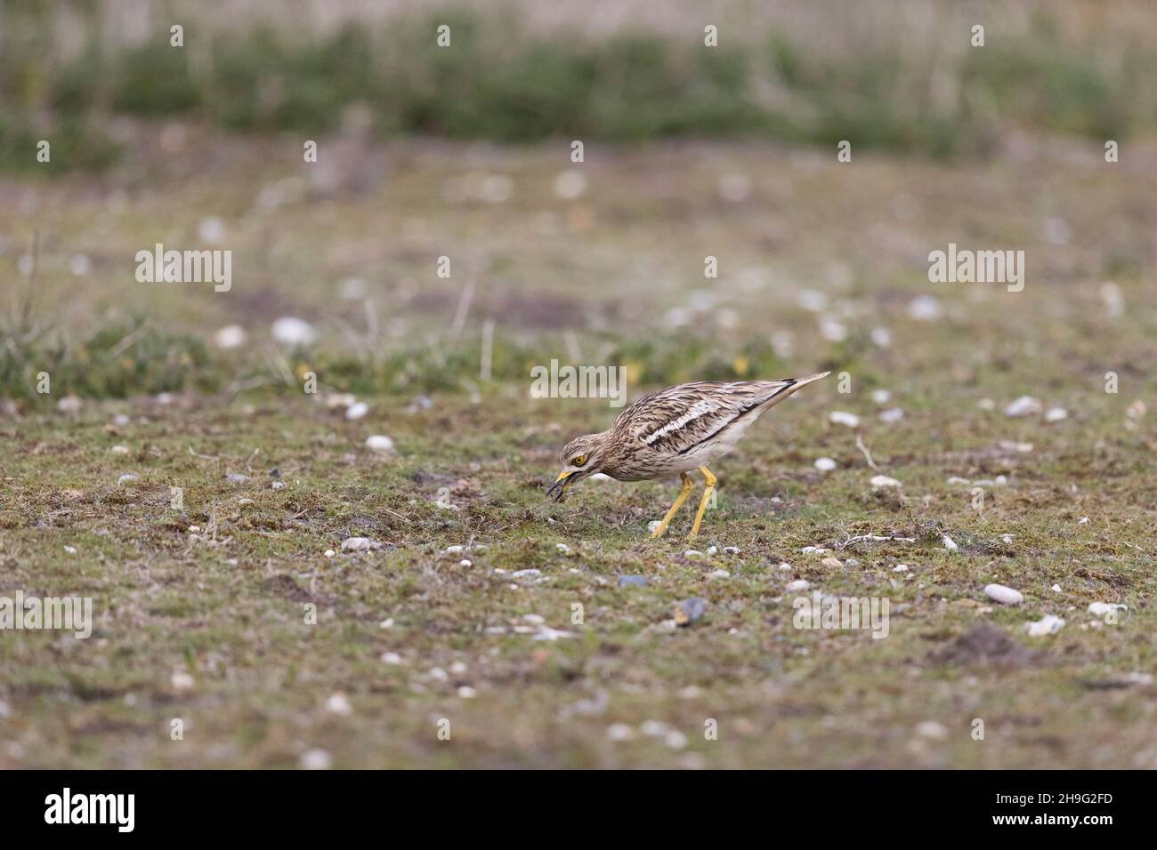 Pierre-coursier eurasien (Burhinus oedicnemus) adulte debout sur les prairies se nourrissant sur des invertébrés, Suffolk, Angleterre, mai Banque D'Images