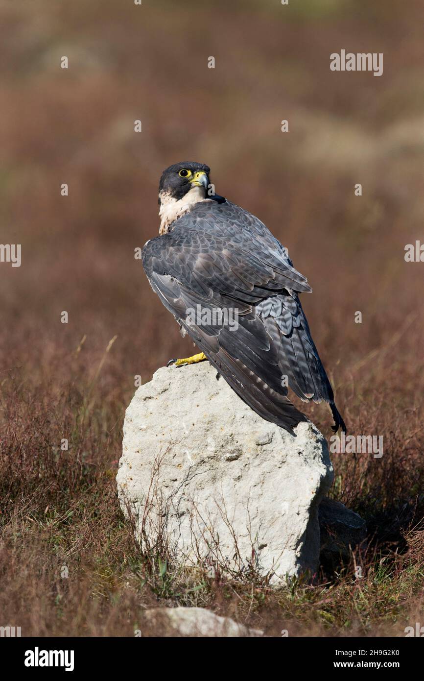 Faucon pèlerin (Falco peregrinus) adulte, debout sur la roche dans les prairies, Suffolk, Angleterre, septembre, conditions contrôlées Banque D'Images