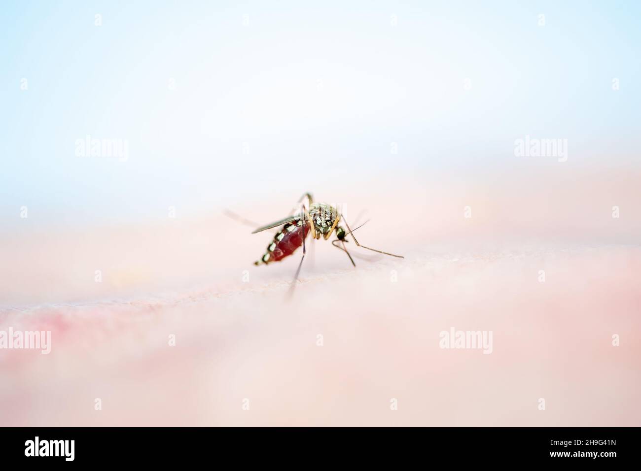 Encéphalite, fièvre jaune, paludisme ou virus Zika infecté Mosquito Insect Macro Banque D'Images