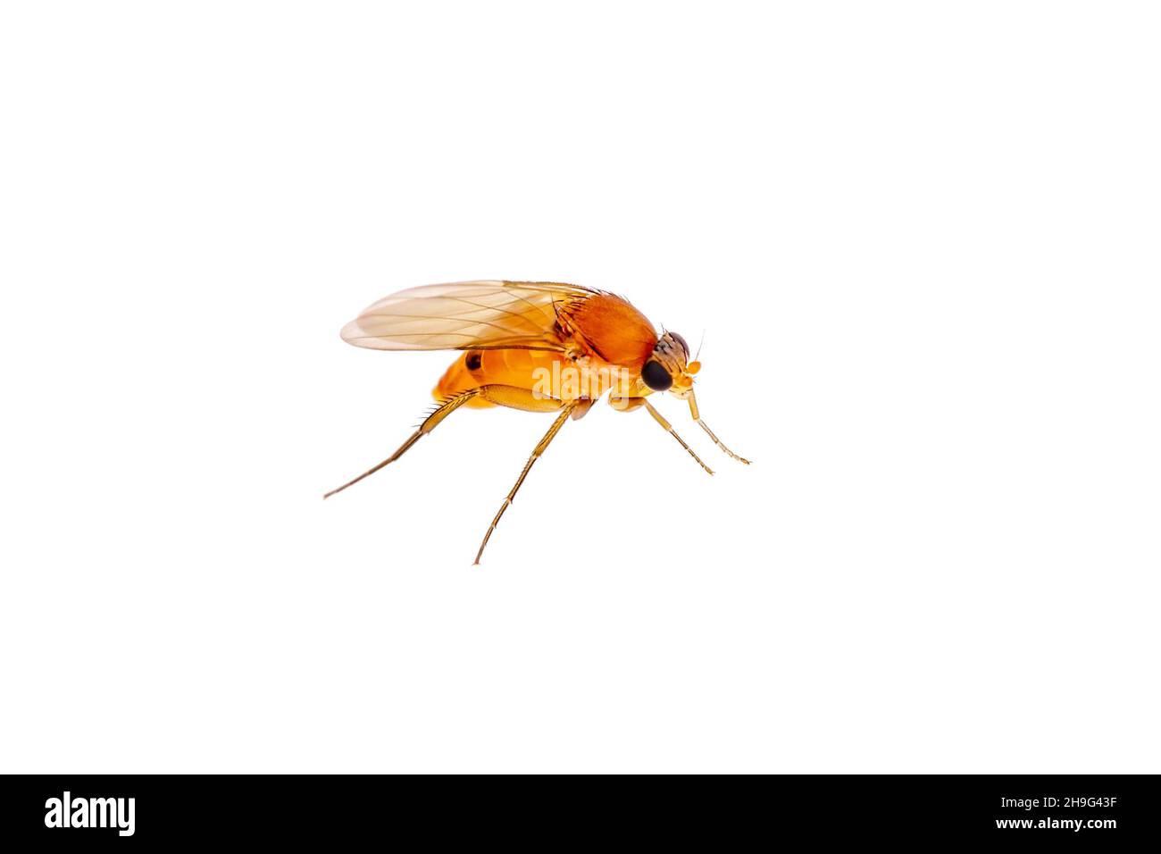 Espèce exotique de drosophila mouche de fruits Diptera parasite insecte sur fond blanc Banque D'Images