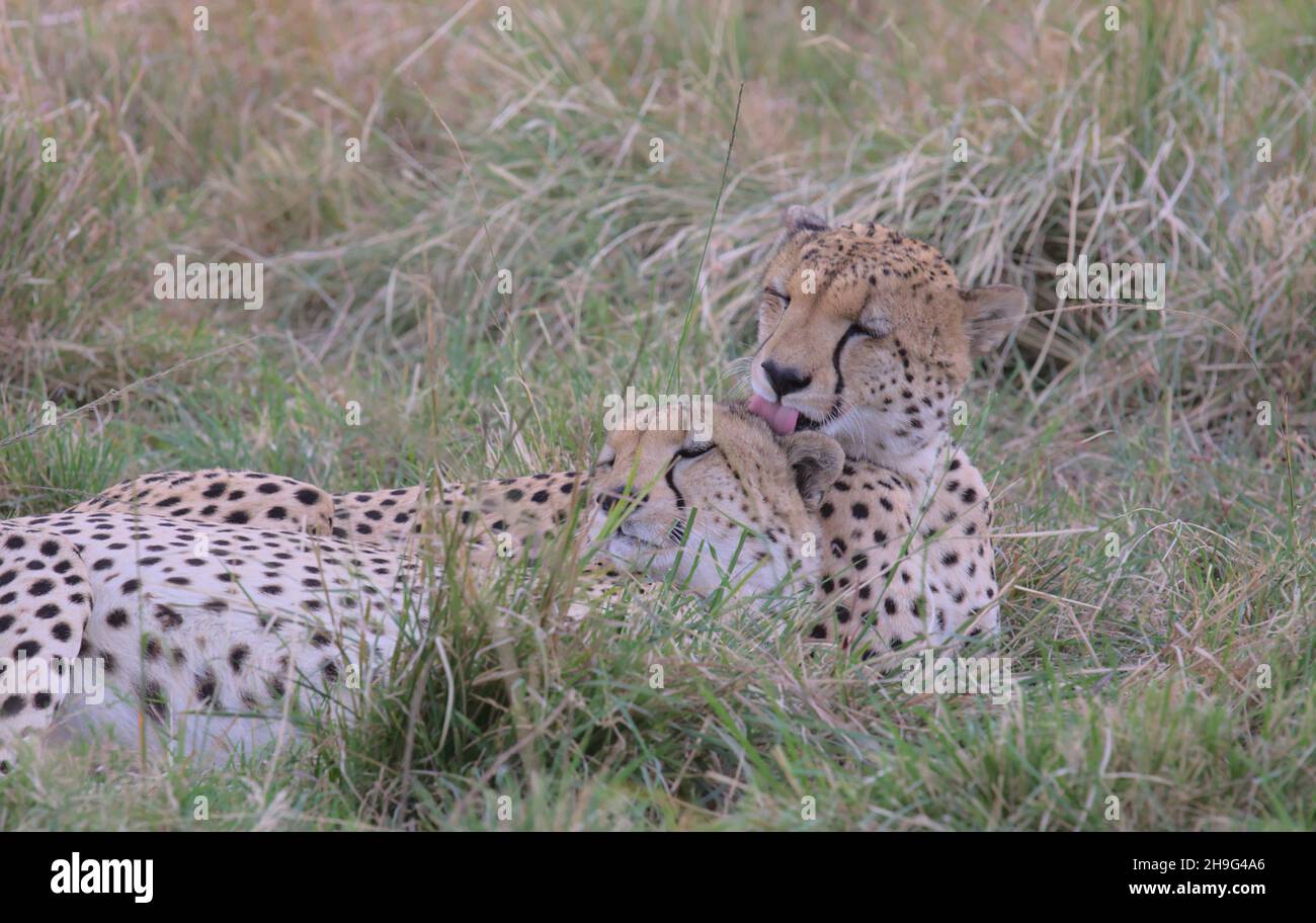 un guépard agrie avec tendancieuse son frère avec sa langue augmentant leur lien social comme ils reposent dans l'herbe de la mara sauvage de masai, kenya Banque D'Images