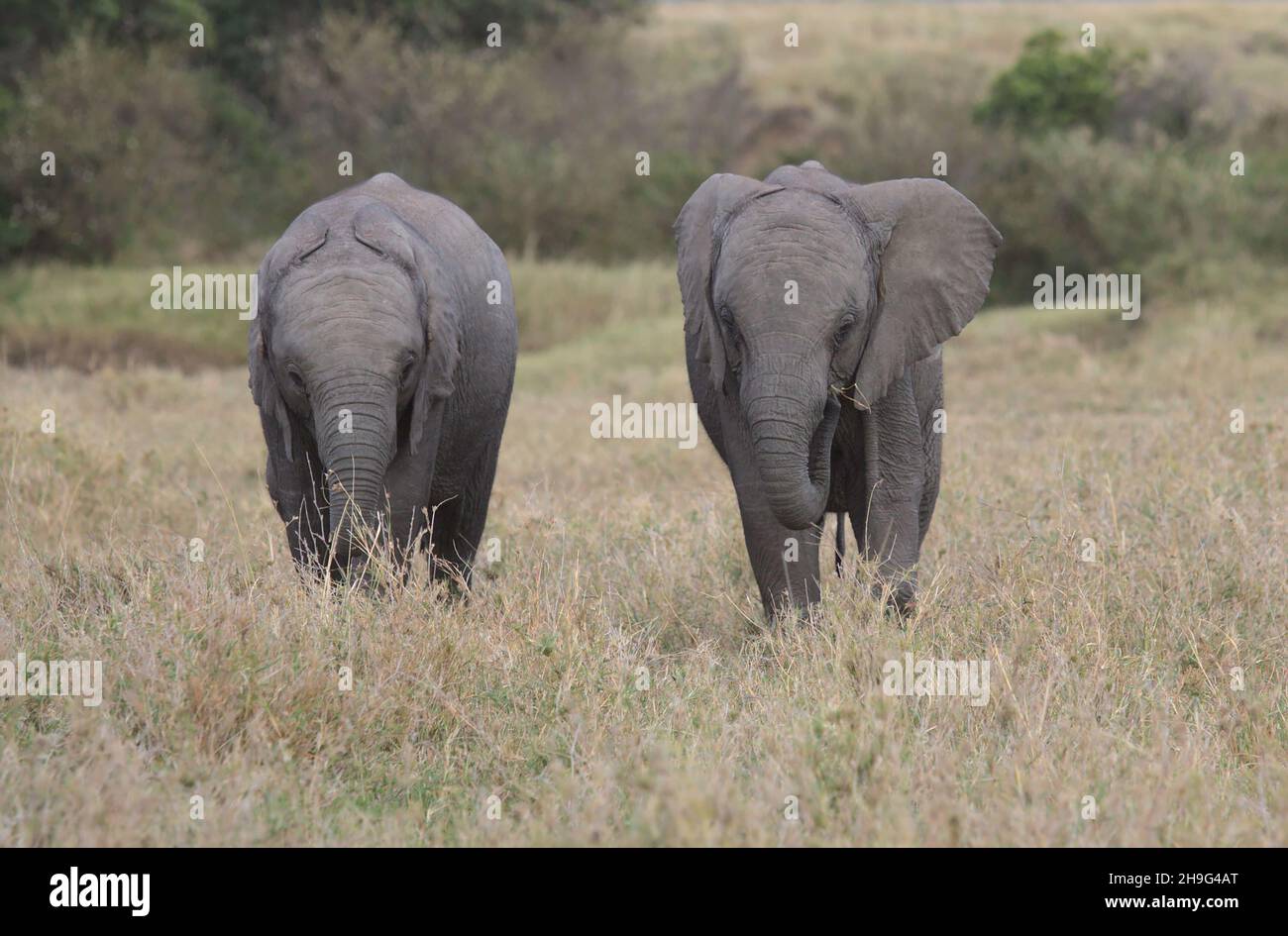 profil avant d'une paire de bébés adorables éléphants africains debout et mangeant ensemble dans l'herbe sauvage de masai mara, kenya Banque D'Images