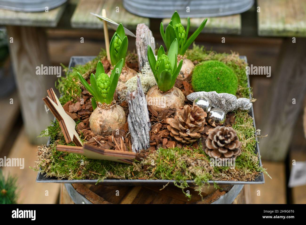 Composition de Noël avec jacinthes dans un pot Photo Stock - Alamy