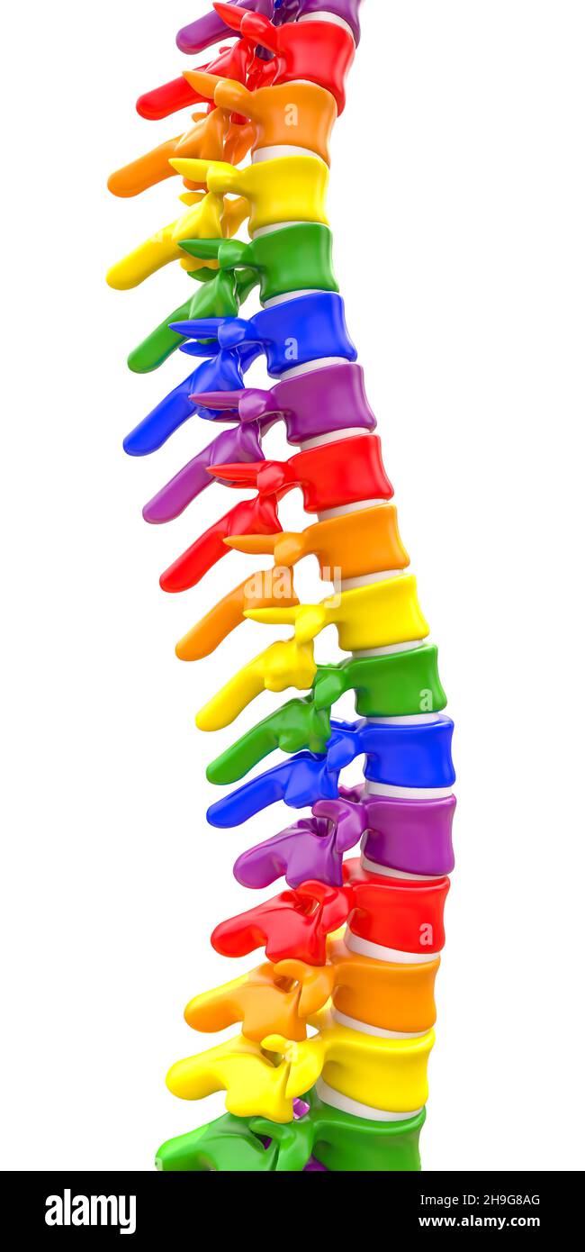 colonne vertébrale avec vertèbres de couleur sur blanc.rendu 3d Banque D'Images