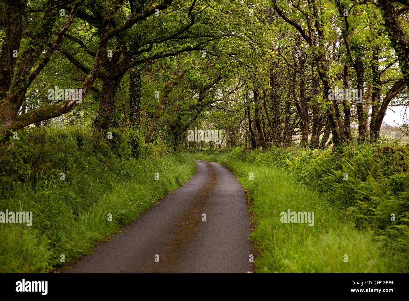 Royaume-Uni, pays de Galles, Pembrokeshire, Lawrenny, ruelle vers Quay Banque D'Images
