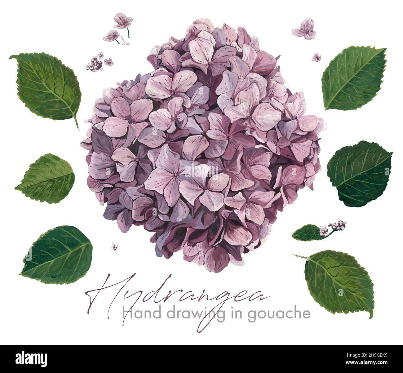 Ensemble d'éléments. Hydrangea sur fond blanc. Dessiner à la main des fleurs et des feuilles dans la gouache Banque D'Images