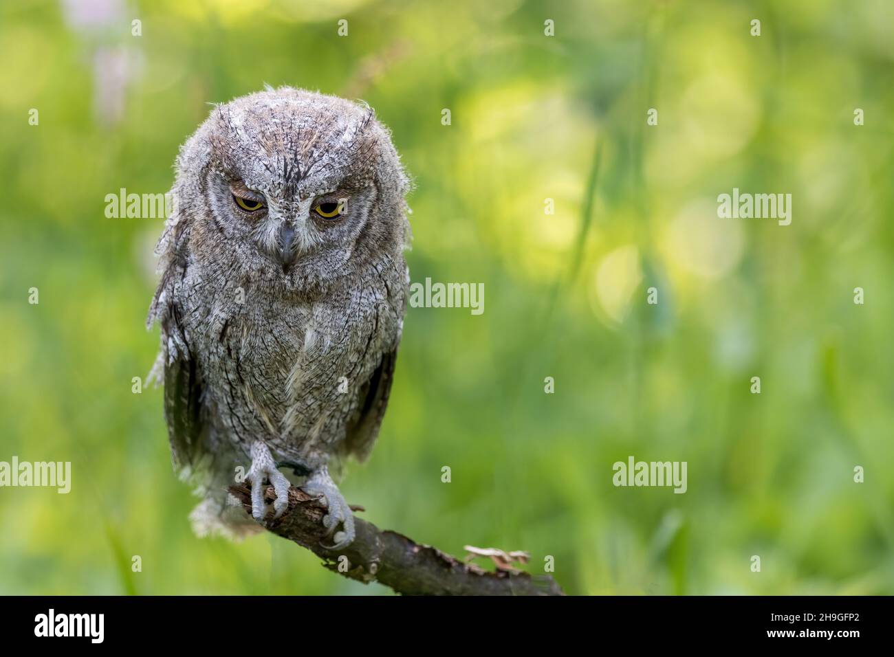 Portrait des crops de otus debout sur une branche avec les yeux en bas.Horizontalement. Banque D'Images